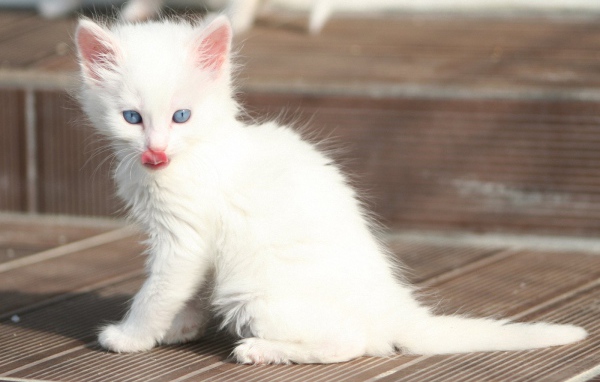 Лохматый котенок турецкая ангора