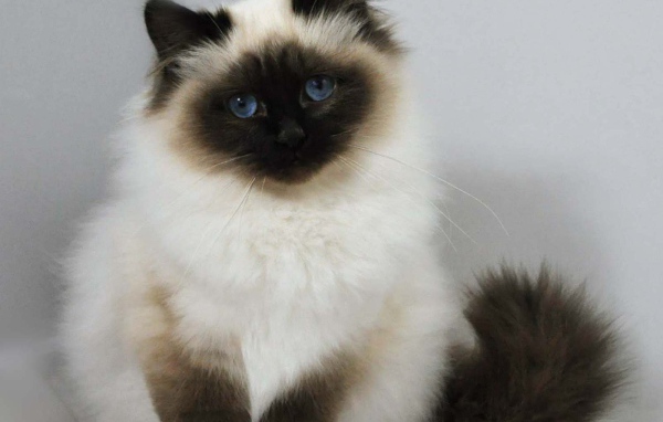 Лохматый котенок гималайской кошки