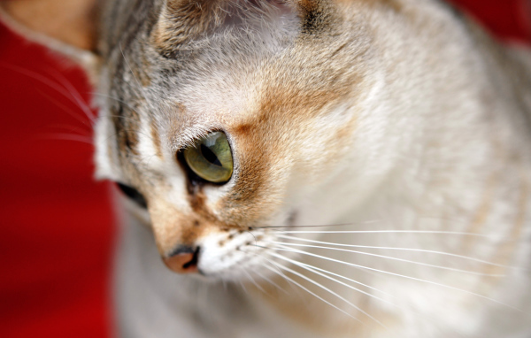 Милашка сингапурская кошка