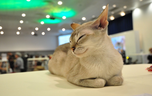 Сингапурская кошка прикрыла глаза