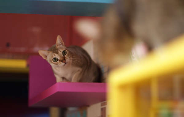 Сингапурская кошка на стуле