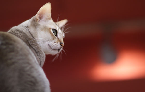 Сингапурская кошка на красном фоне