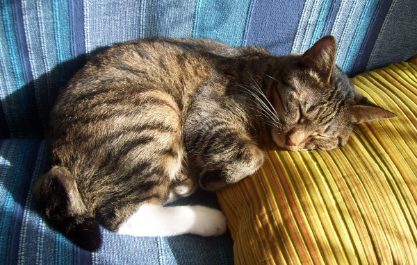 Спящий американский бобтейл