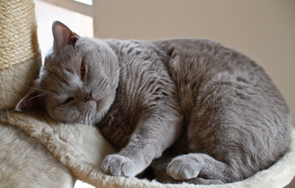 Спящая британская длинношерстная кошка