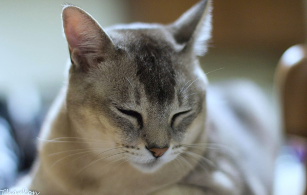 Сонный кот бурмилла