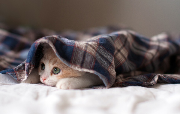 Спящая кошка