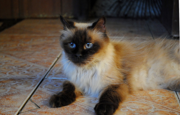 Небольшая гималайская кошка