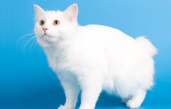 Белоснежный курильский бобтейл