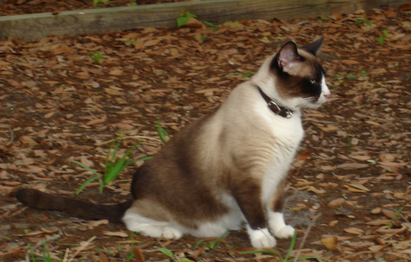 Кот сноу-шу в ошейнике