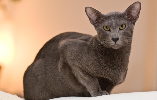 Строгая ориентальная длинношерстная кошка