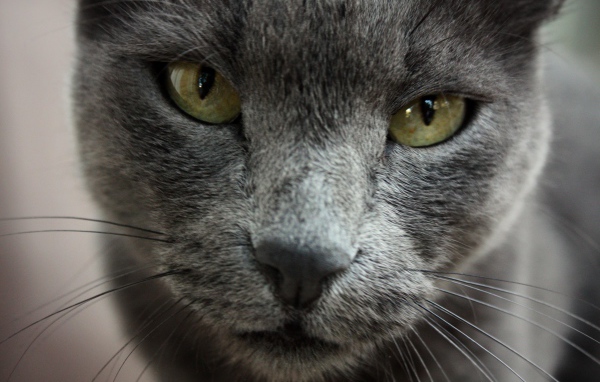 Строгая русская голубая кошка