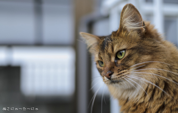 Строгая сомалийская кошка