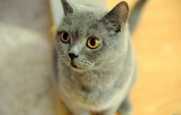 Удивленная британская короткошерстная кошка