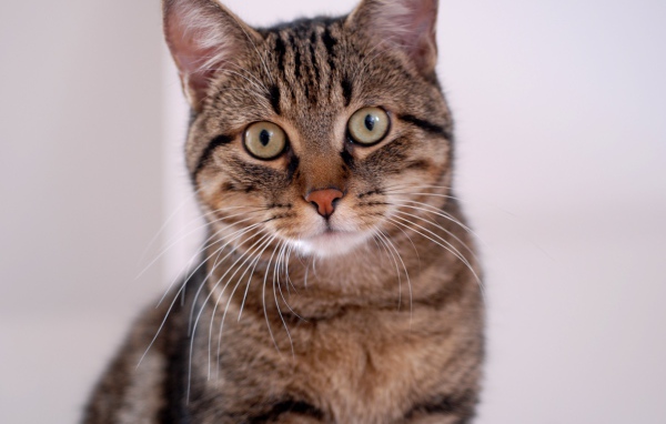 Удивленная европейская короткошерстная кошка