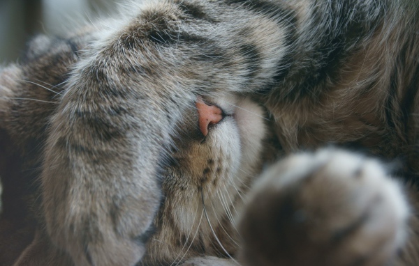 Кот закрыл глаза лапой