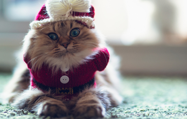 Кот в одежде