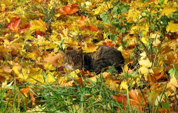 Кот в осенней листве