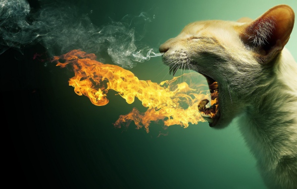Кот изрыгающий огонь