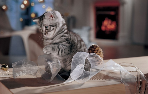Котенок играет с лентой