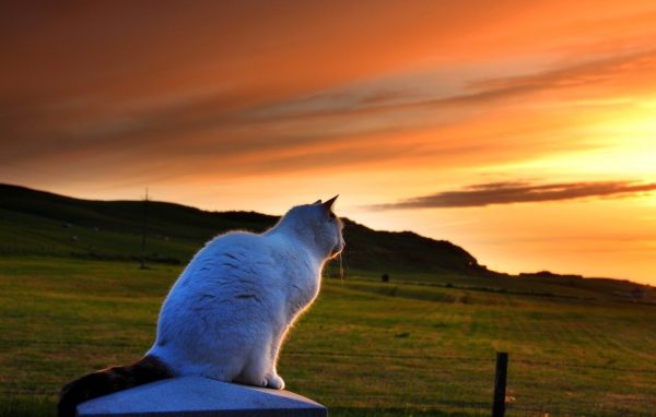 Кот провожает солнце