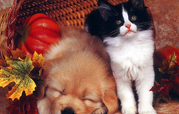 Собака спит а кот охраняет