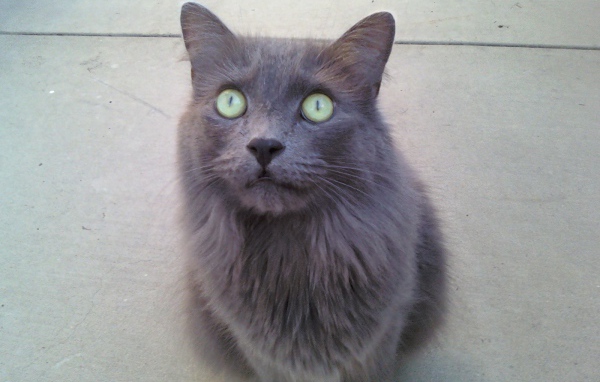 Зеленоглазый кот нибелунг