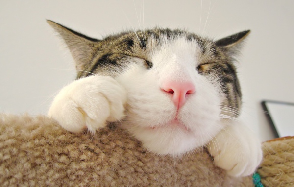 Морда спящего кота