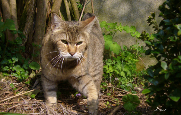 Хозяин сада пиксибоб