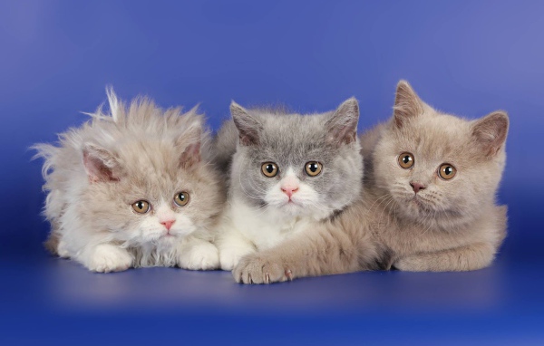 Три котенка селкирк рекс