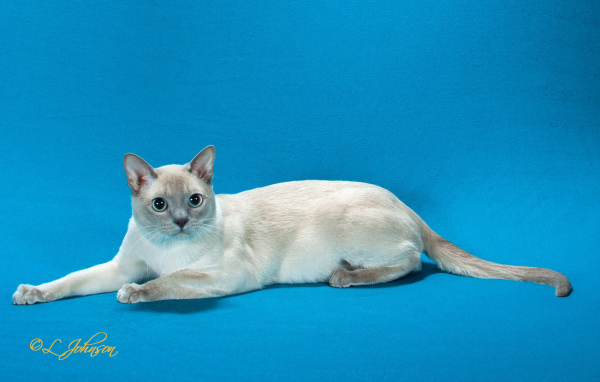 Тонкинская кошка на голубом фоне