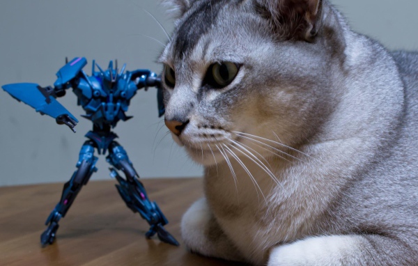 Игрушка атакует кошку бурмилла