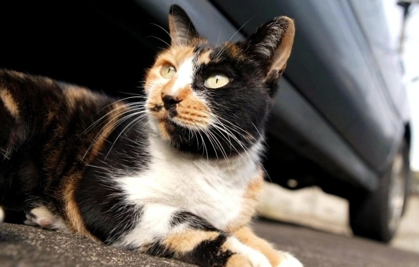 Трехцветная американская жесткошерстная кошка