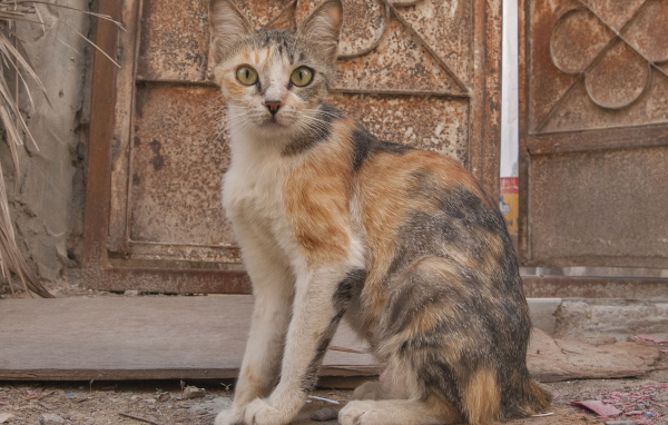 Трехцветный аравийский мау
