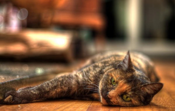 Трехцветная европейская короткошерстная кошка