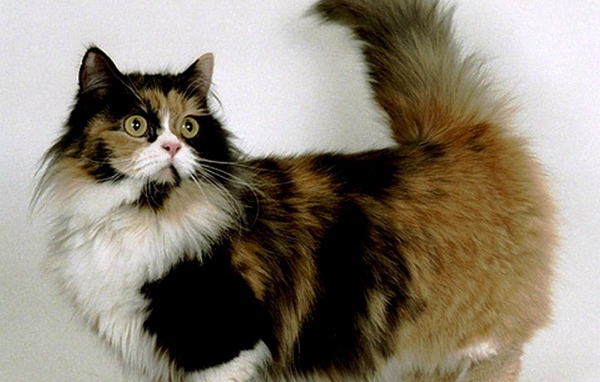 Трехцветная кошка манчкин