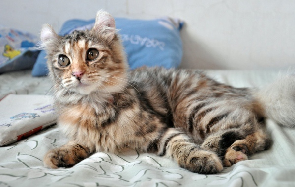 Трехцветный котенок американский керл