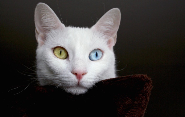 Мордочка кота турецкая ангора