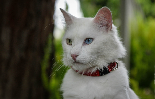 Кот турецкая ангора в ошейнике