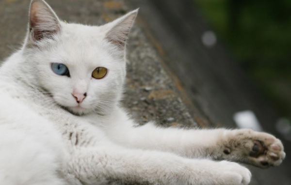 Турецкая ангора отдыхает