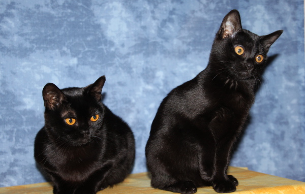 Две бомбейских кошки