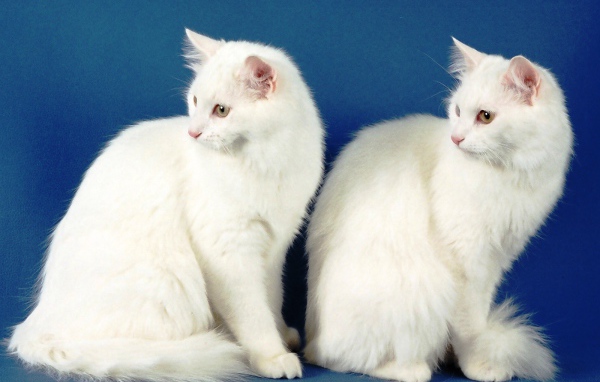 Два кота турецкая ангора