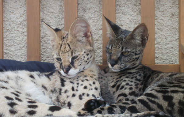 Два кота саванна