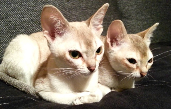 Две сингапурских кошки