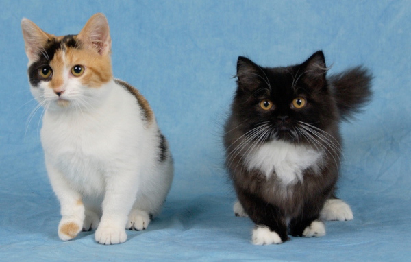 Два котенка манчкин