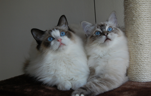 Два кота рэгдолл