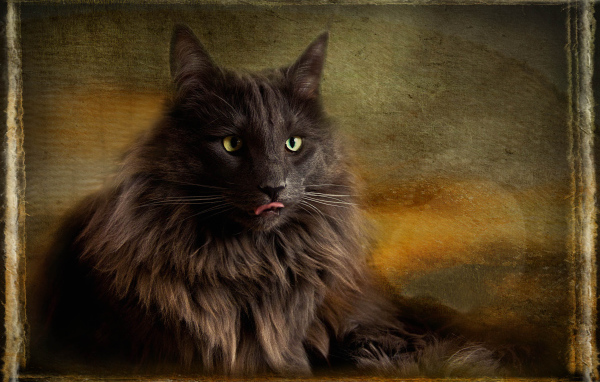 Обои с норвежской лесной кошкой