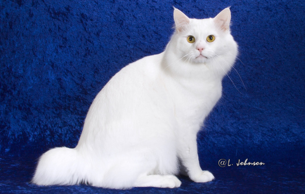 Белый американский бобтейл