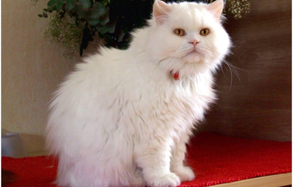 Белая британская длинношерстная кошка