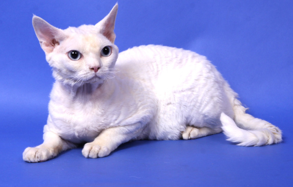 Белый девон-рекс