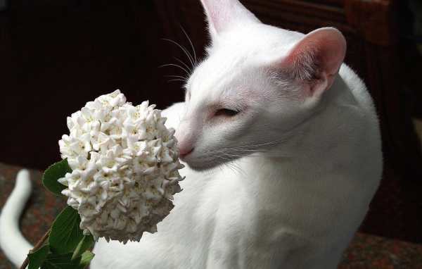 Белая ориентальная короткошерстная кошка